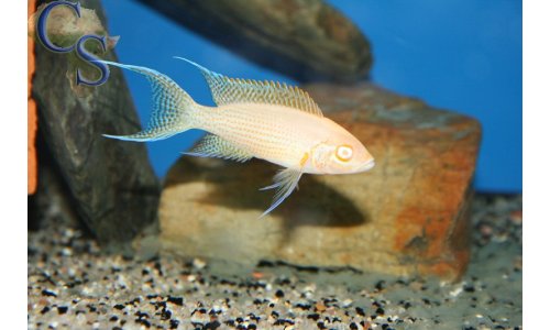 Neolamprologus daffodil albino